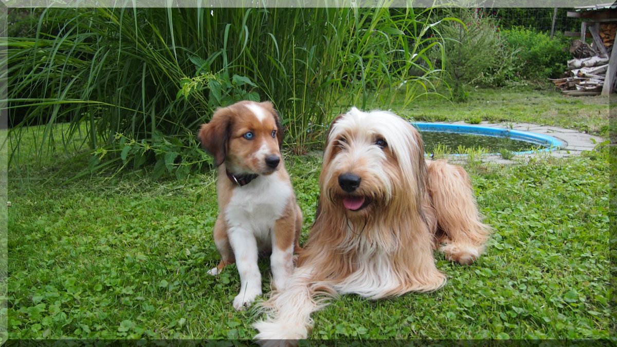 Wäller von der Straubenhalde